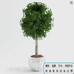 植物墙 盆栽 盆景