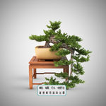 植物墙 盆栽 中式盆景