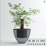植物墙 盆栽 盆景