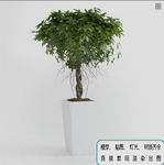 植物墙 盆栽 盆景