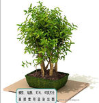 植物墙 盆栽 盆景