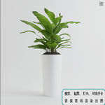 植物墙 盆栽 盆景