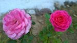 粉 红玫瑰