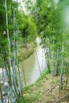竹子小溪