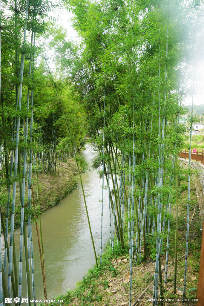 竹子小溪