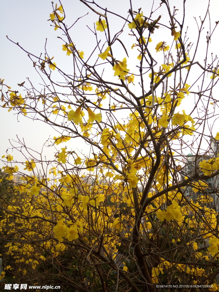 花