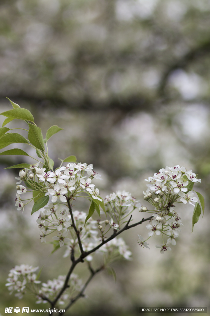 花