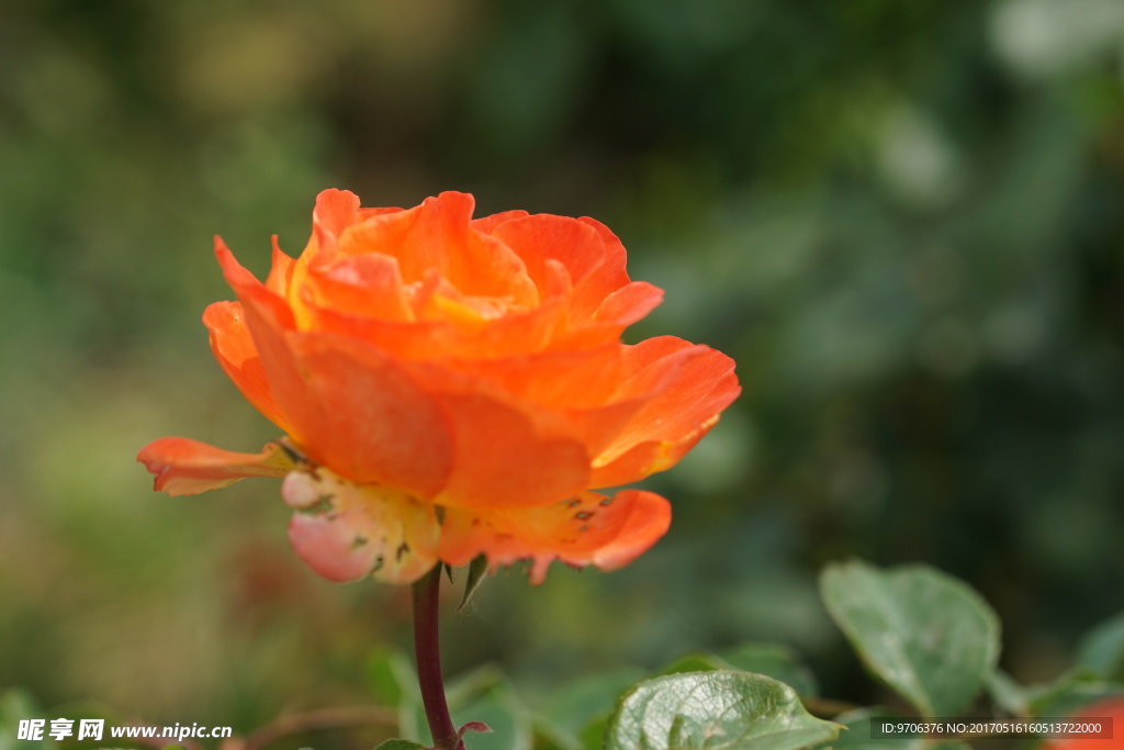 高清 橘色 月季花