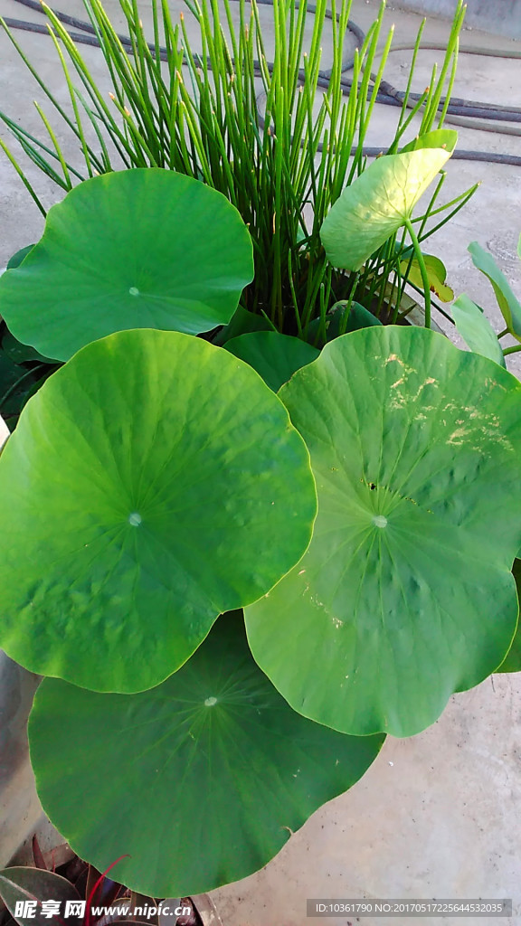荷花