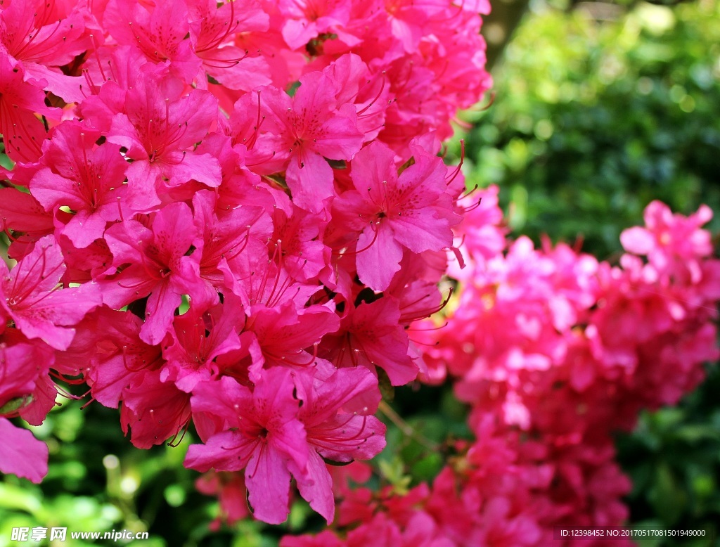 杜鹃花