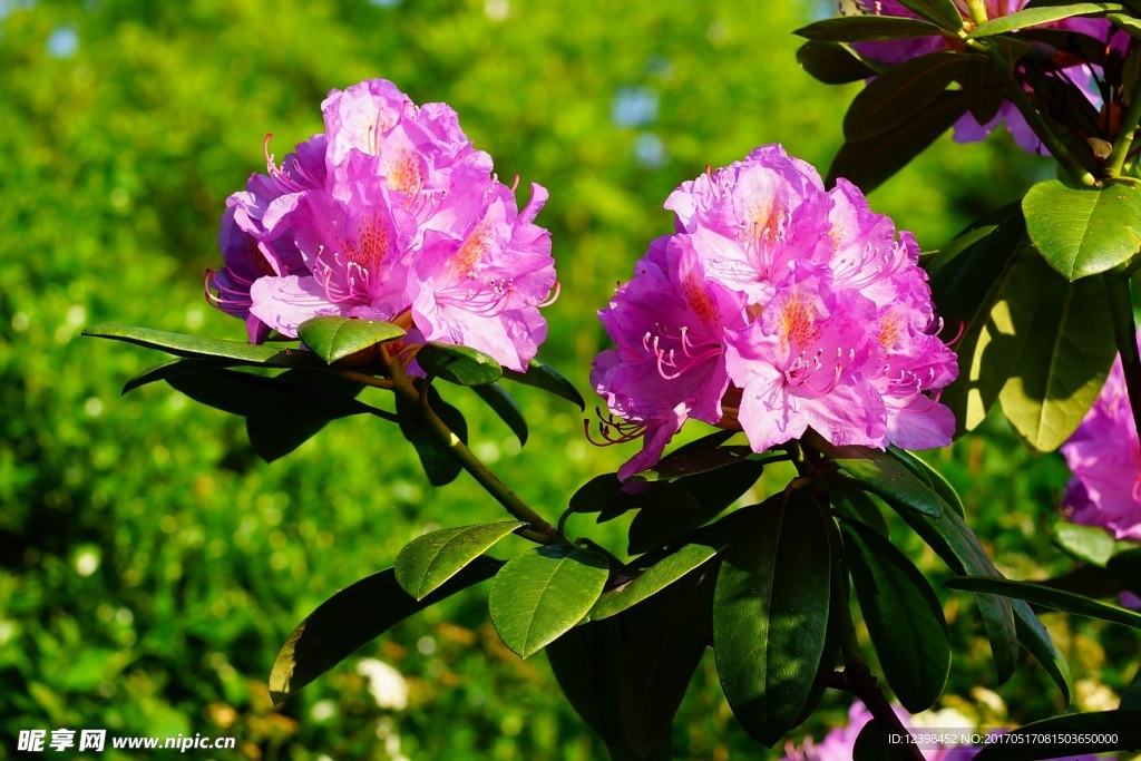 杜鹃花
