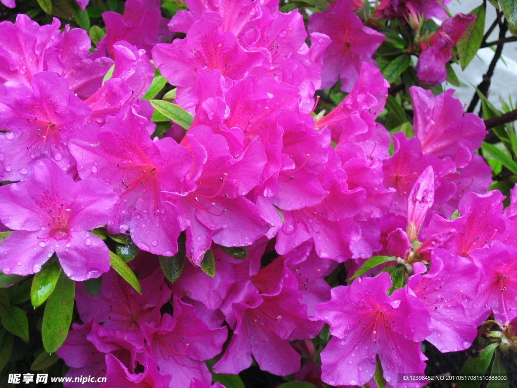 杜鹃花