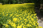 油菜花 花海