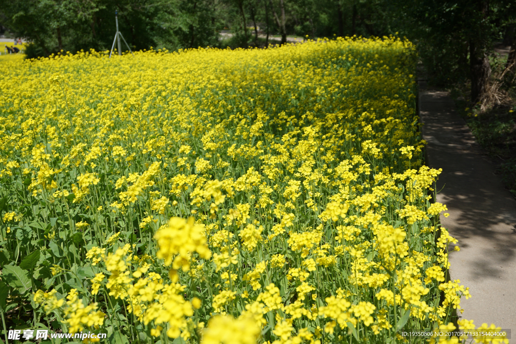 油菜花 花海
