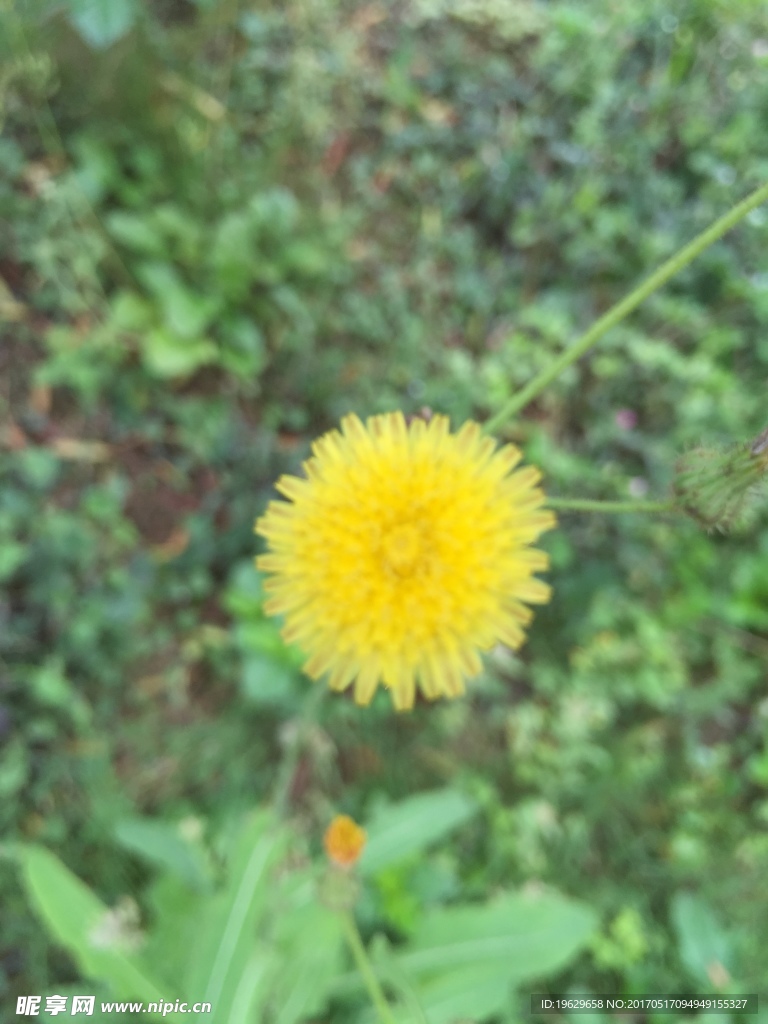 绿化植物