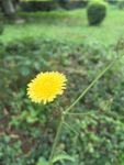黄色野菊