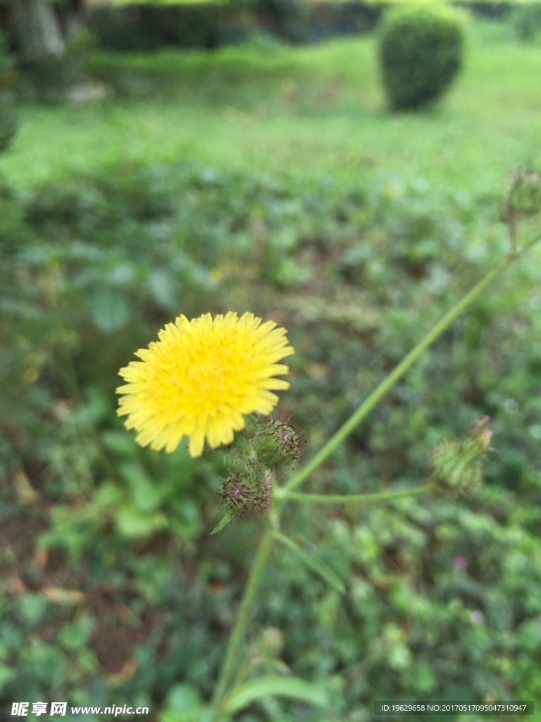 黄色野菊
