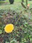 野菊绿化