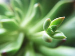 多肉植物添新芽