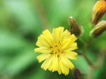 小野菊花