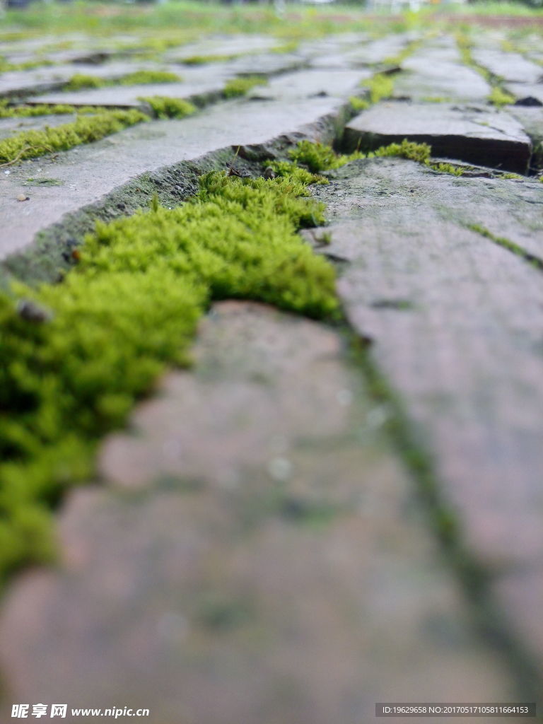 苔藓