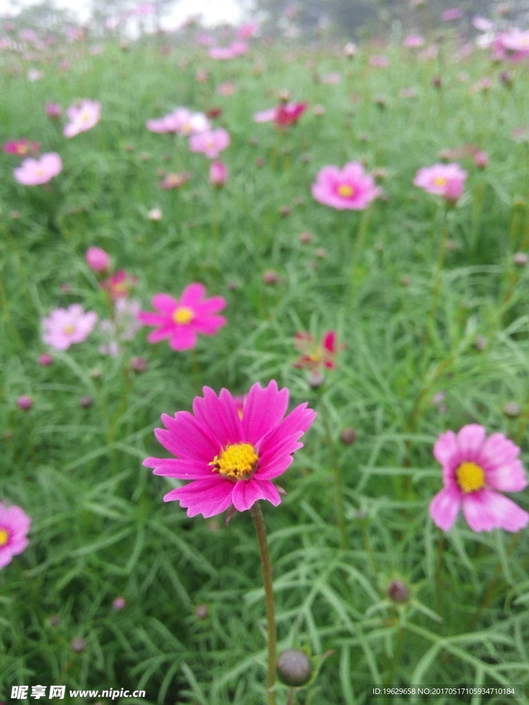 花海丽影