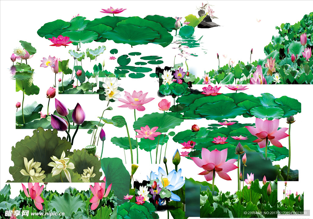 荷花素材