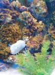 海洋生物