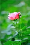 月季花