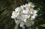 蔷薇花