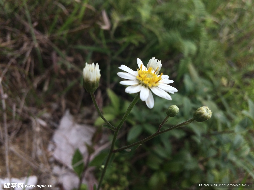 白色小花