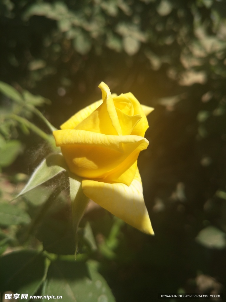 月季花