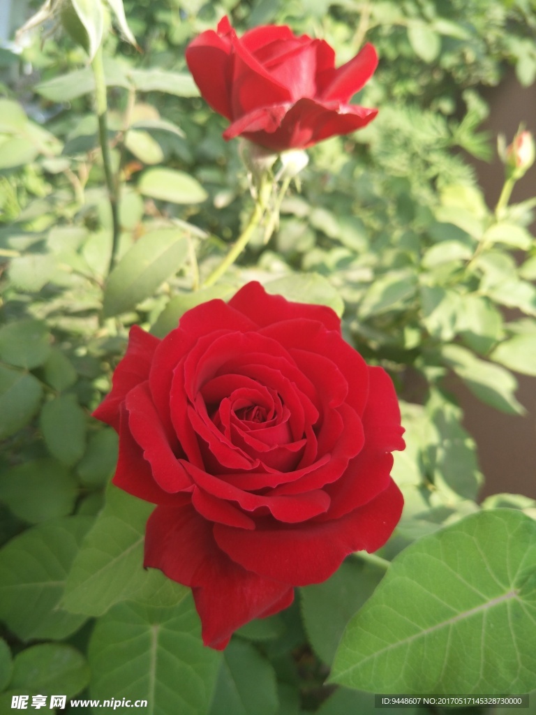 月季花