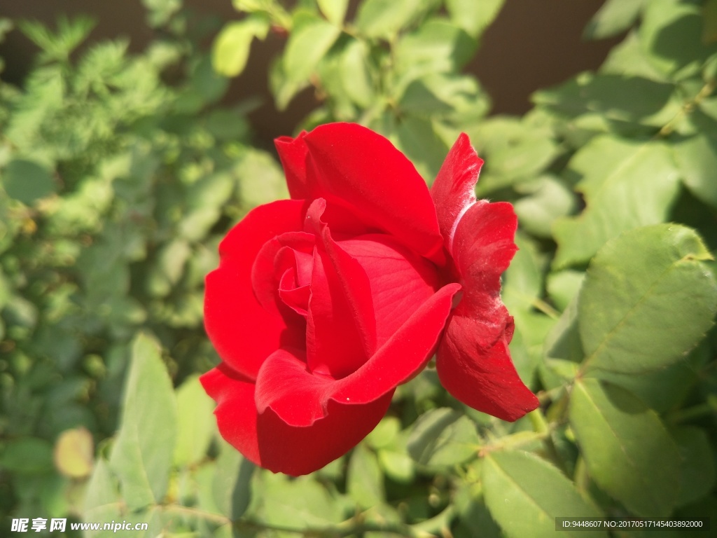 月季花