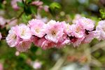 榆叶梅