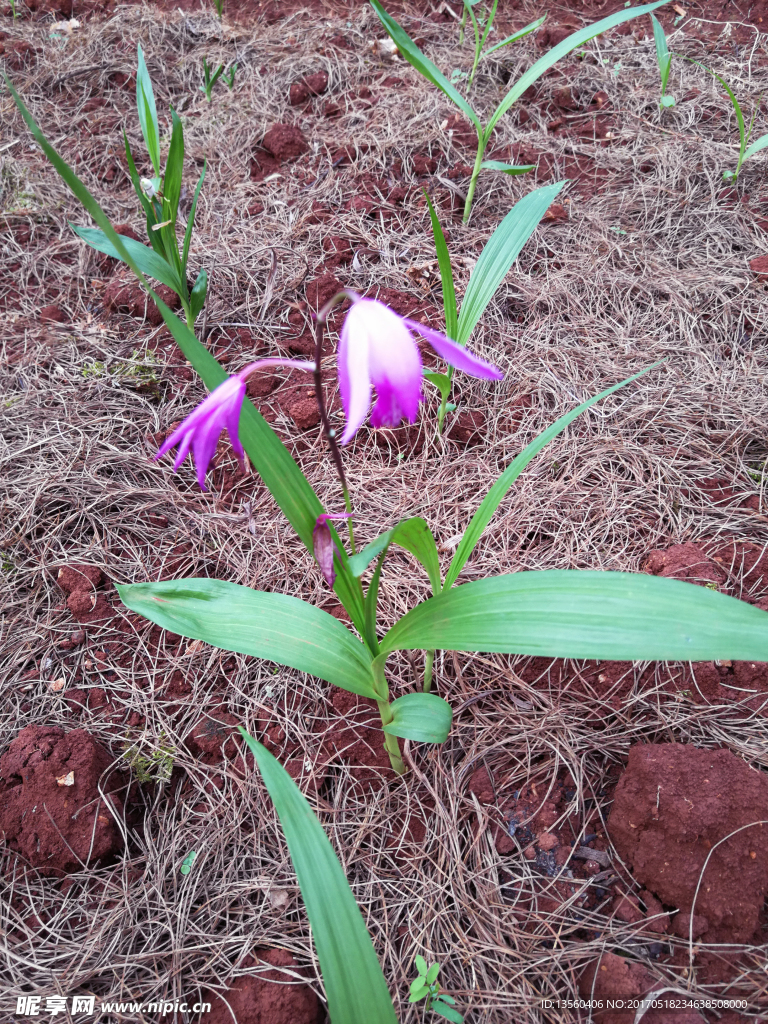 中草药白芨
