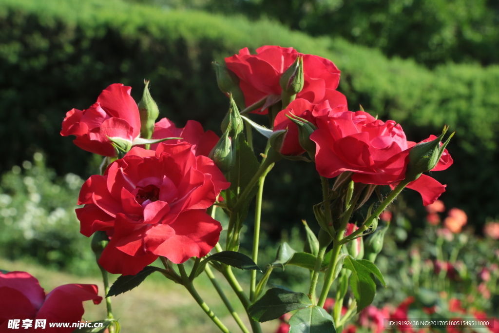 月季花