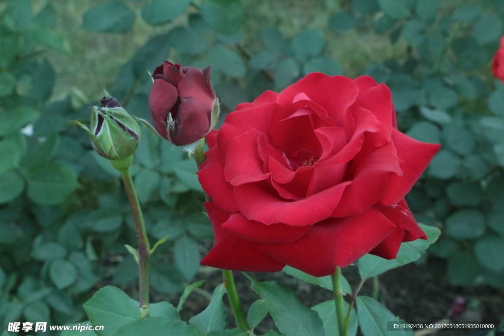 月季花