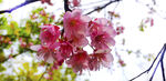 樱 花