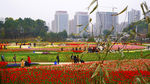 郁金香花