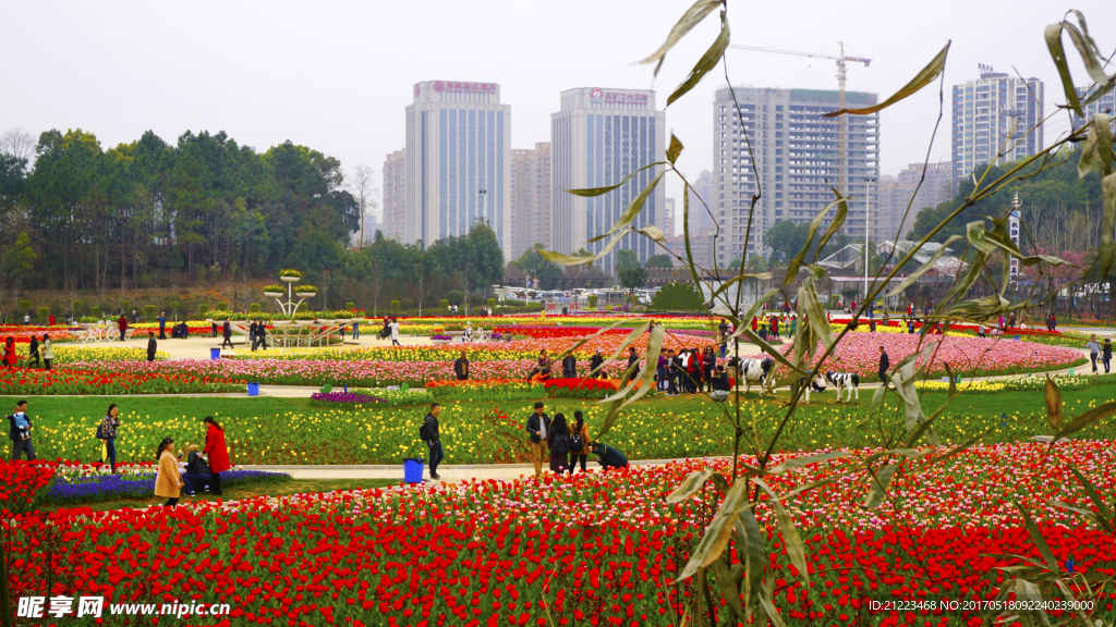 郁金香花