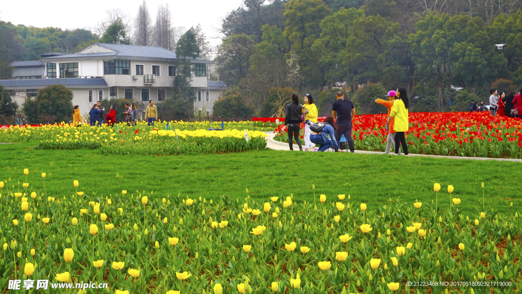 郁金香花