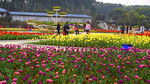 郁金香花海