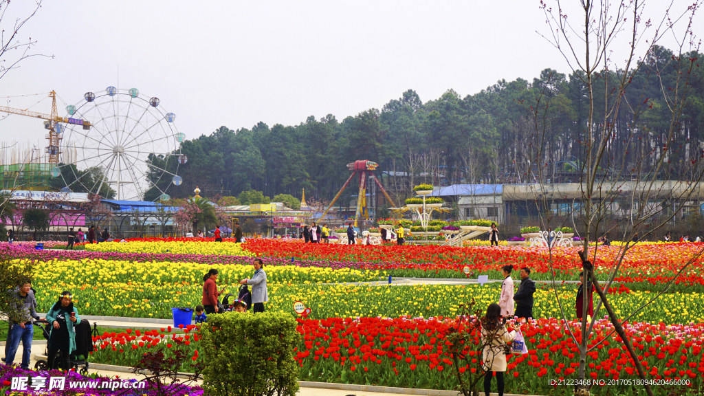 郁金香花