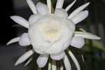昙花