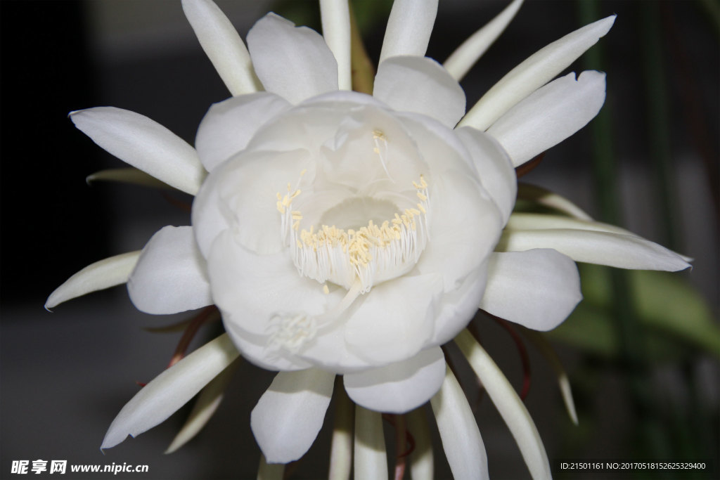 昙花
