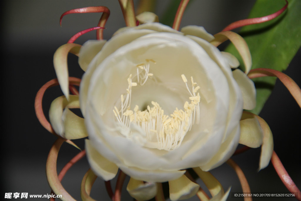 昙花