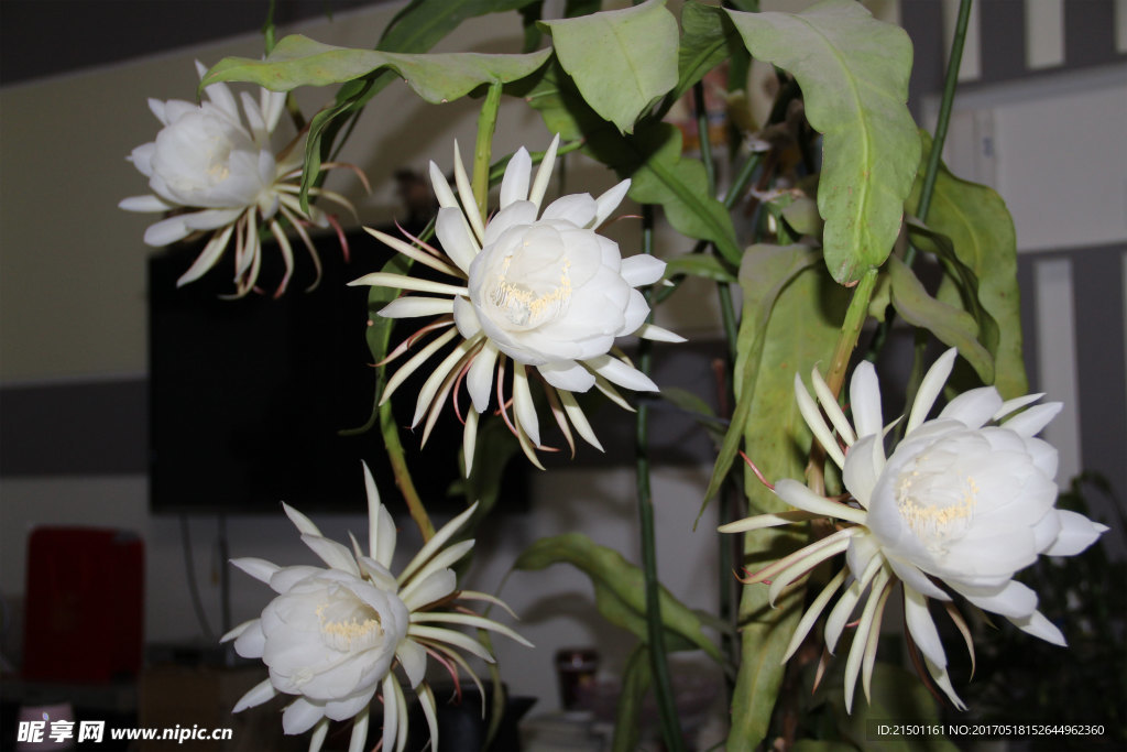 昙花