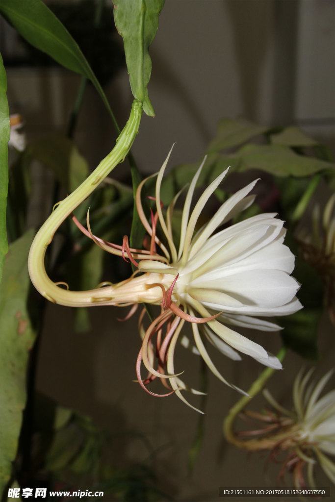 昙花