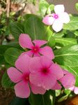 长春花
